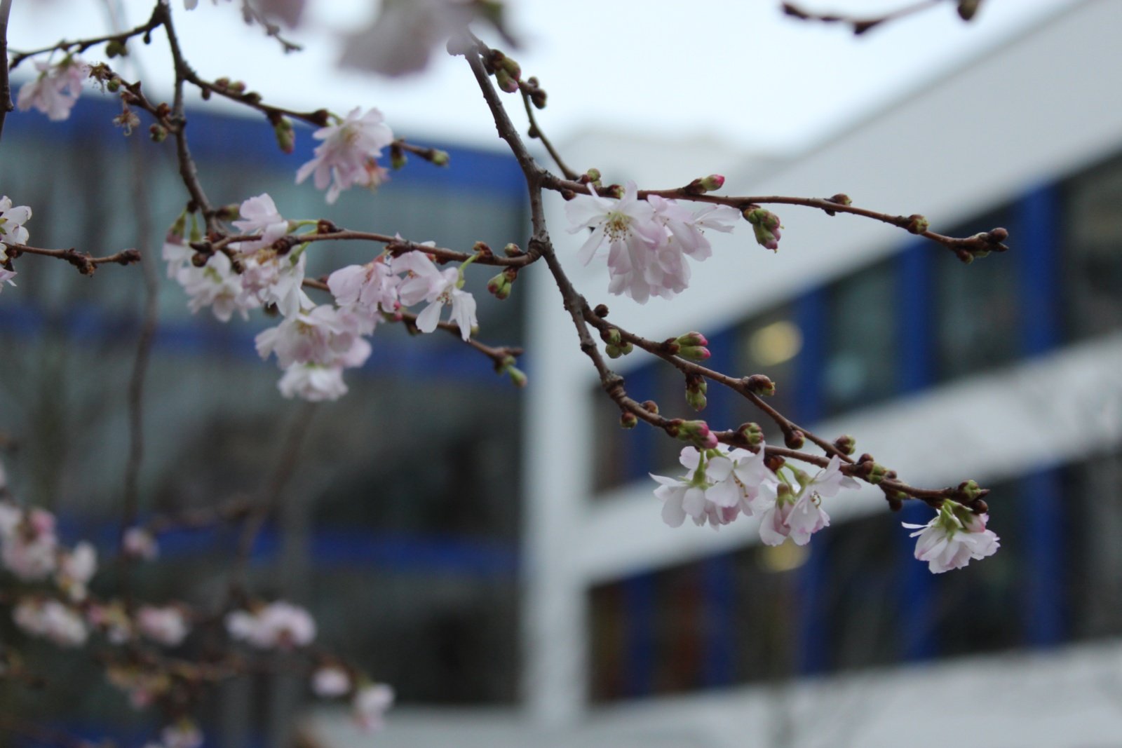 Frühling auf dem Schulhof