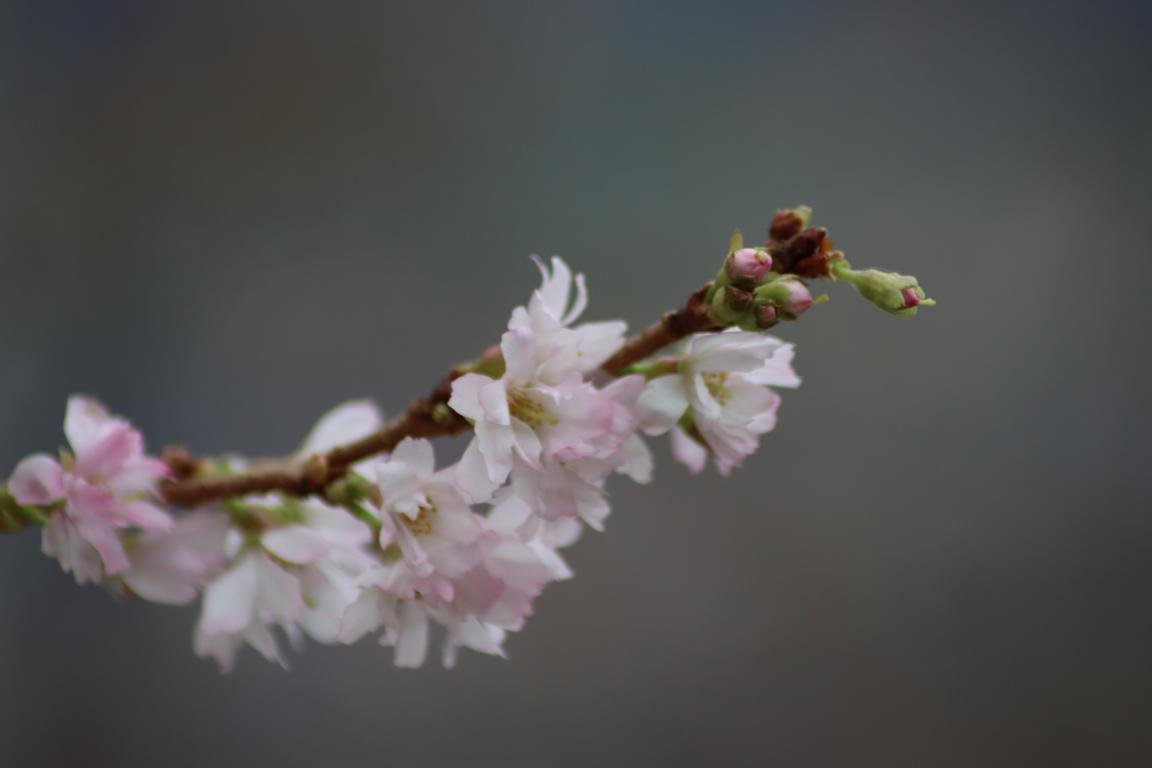 Frühling Ursulinenrealschule